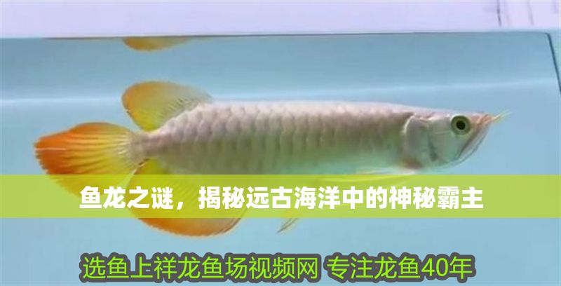 魚龍之謎，揭秘遠古海洋中的神秘霸主