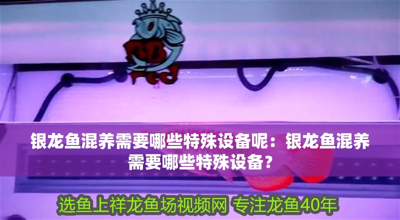 銀龍魚混養(yǎng)需要哪些特殊設備呢：銀龍魚混養(yǎng)需要哪些特殊設備？
