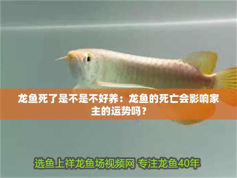 龍魚死了是不是不好養：龍魚的死亡會影響家主的運勢嗎？