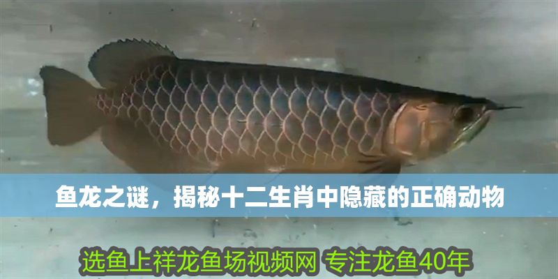 魚龍之謎，揭秘十二生肖中隱藏的正確動物 魚龍之謎，揭秘十二生肖中隱藏的正確動物 龍魚百科 第1張
