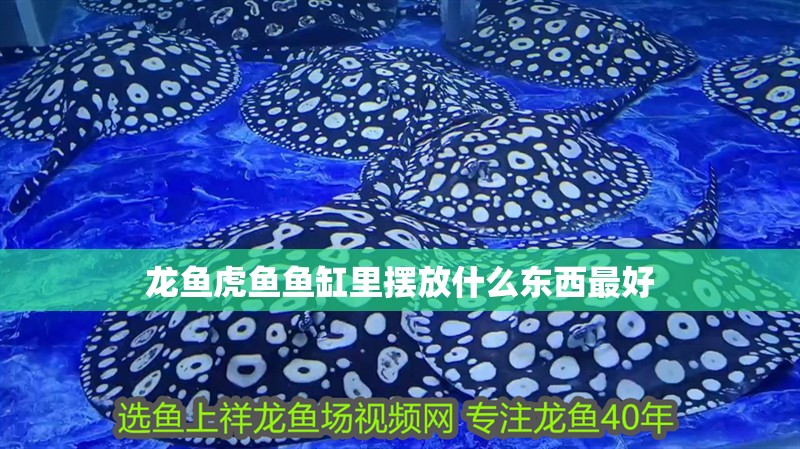 龍魚虎魚魚缸里擺放什么東西最好