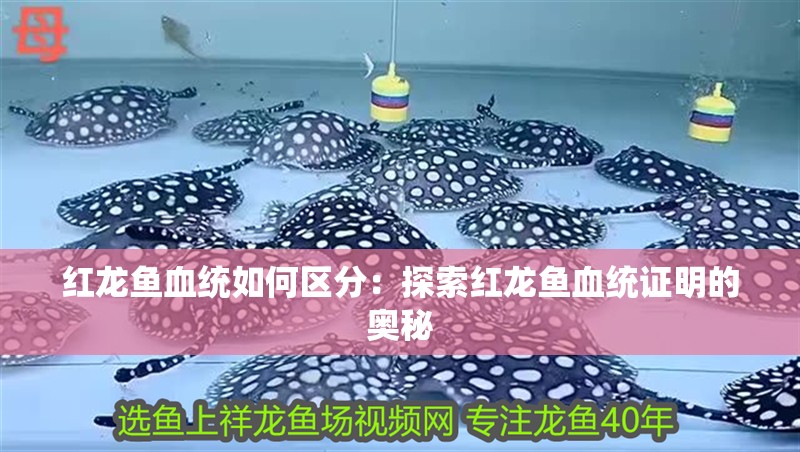 紅龍魚血統如何區分：探索紅龍魚血統證明的奧秘