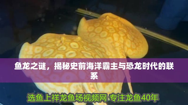 魚龍之謎，揭秘史前海洋霸主與恐龍時代的聯系 魚龍之謎，揭秘史前海洋霸主與恐龍時代的聯系 龍魚百科 第1張