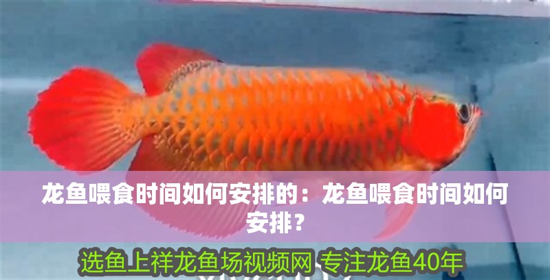 什么魚能和龍魚、虎魚混養(龍魚能和虎魚混養嗎) 金龍魚怎么看兜嘴還是翹嘴 龍魚百科 金龍魚怎么看兜嘴還是翹嘴 金龍魚怎么看兜嘴還是翹嘴 龍魚百科