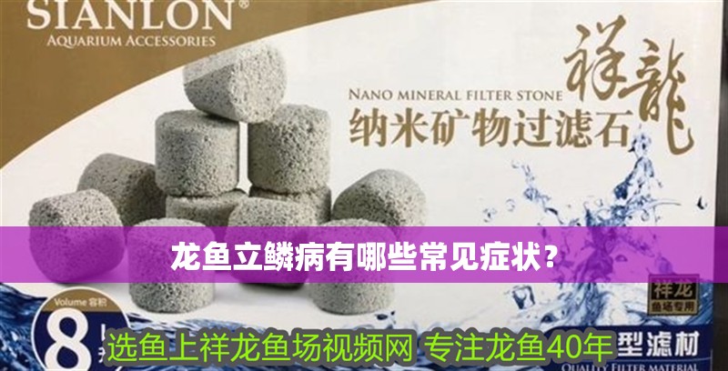 龍魚立鱗病有哪些常見癥狀？