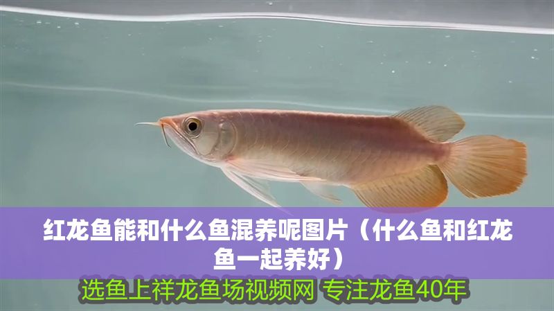 紅龍魚(yú)能和什么魚(yú)混養(yǎng)呢圖片（什么魚(yú)和紅龍魚(yú)一起養(yǎng)好）