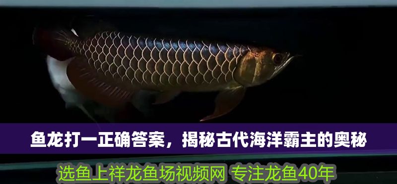 魚龍打一正確答案，揭秘古代海洋霸主的奧秘