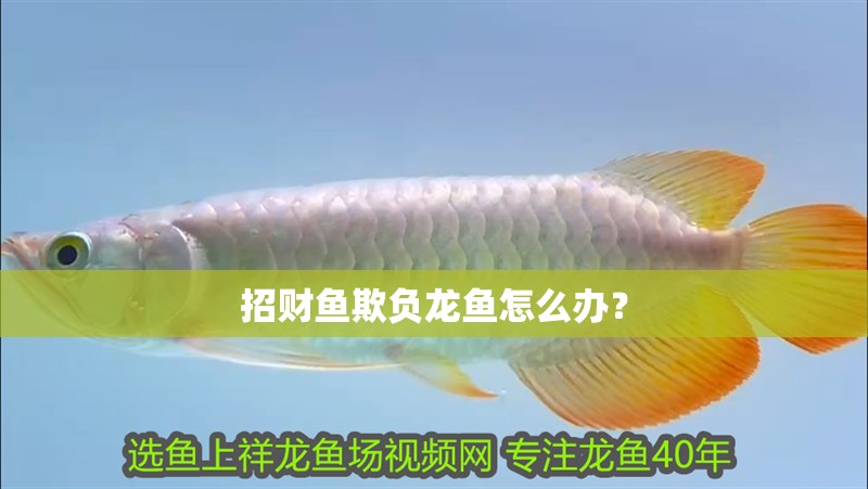招財魚欺負(fù)龍魚怎么辦？