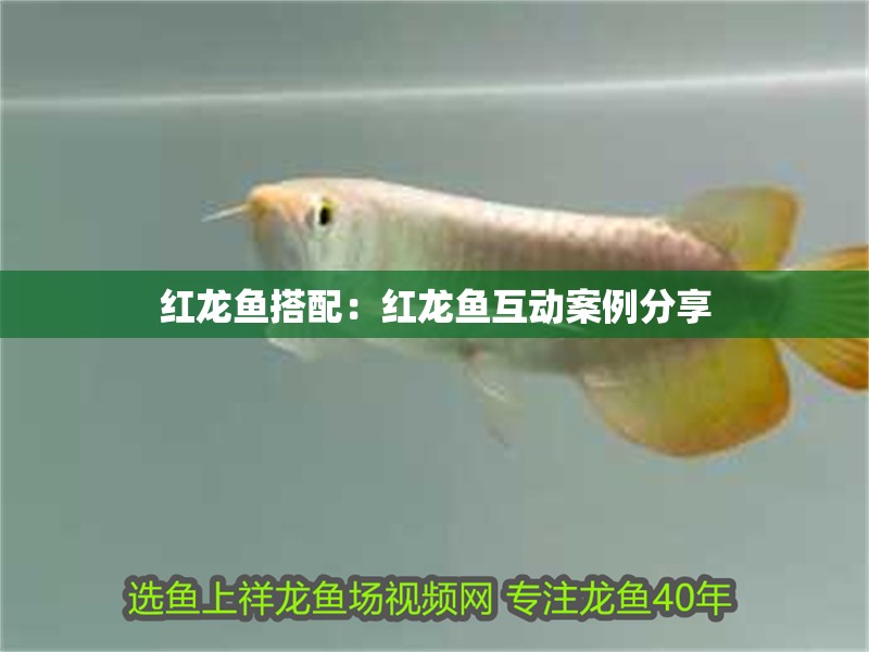 紅龍魚搭配：紅龍魚互動案例分享