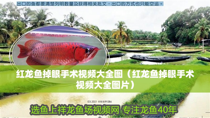 紅龍魚掉眼手術視頻大全圖（紅龍魚掉眼手術視頻大全圖片）