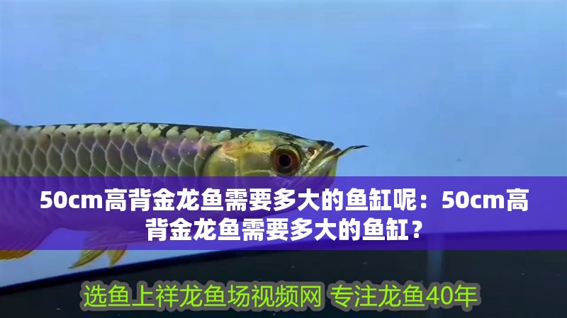 50cm高背金龍魚(yú)需要多大的魚(yú)缸呢：50cm高背金龍魚(yú)需要多大的魚(yú)缸？