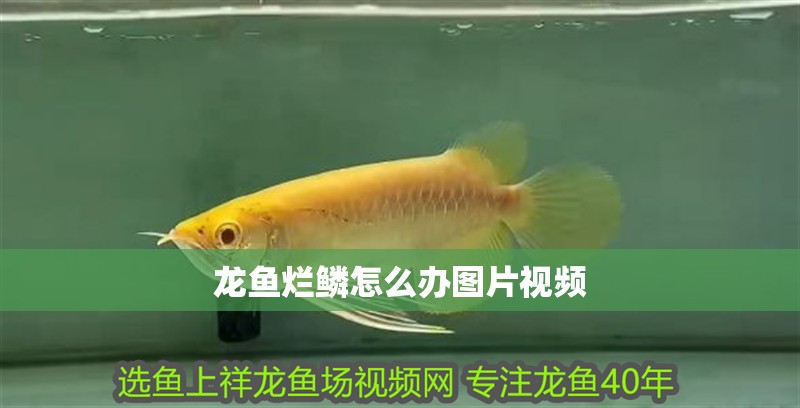 龍魚爛鱗怎么辦圖片視頻