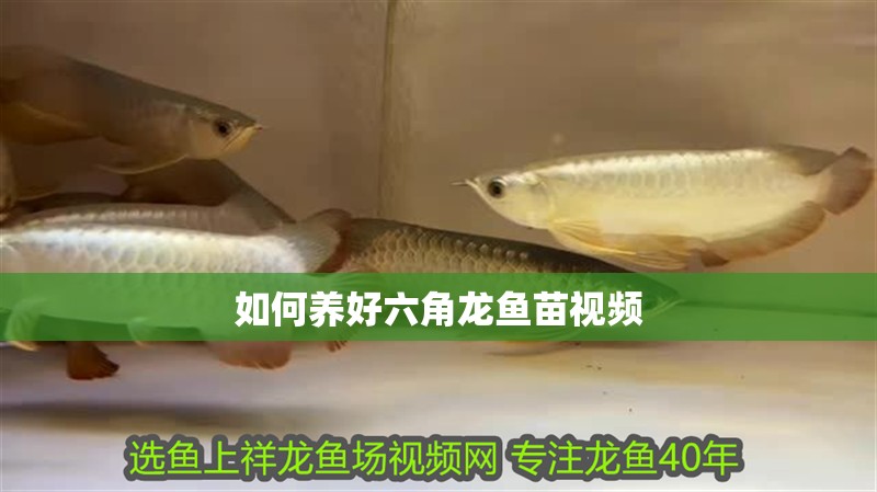魚缸用增氧泵價格是多少:魚缸增氧機-xtrac增氧機-xtrac增氧機 如何養好六角龍魚苗視頻 龍魚百科 如何養好六角龍魚苗視頻 如何養好六角龍魚苗視頻 龍魚百科