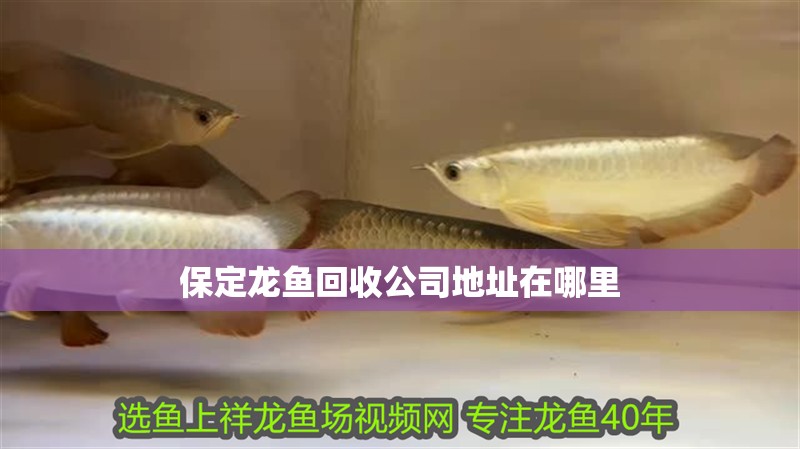 保定龍魚回收公司地址在哪里