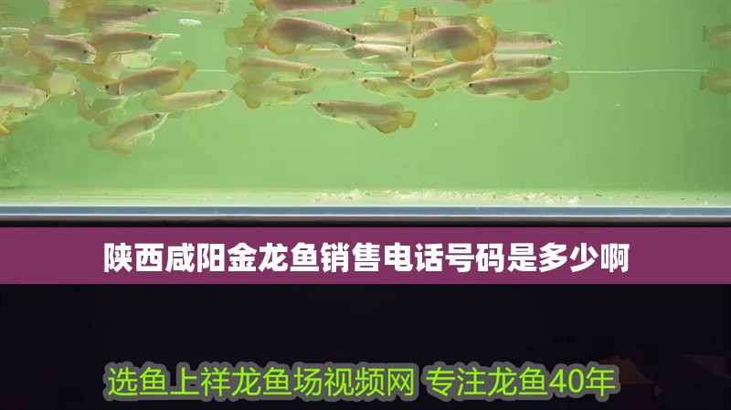 陜西咸陽(yáng)金龍魚(yú)銷(xiāo)售電話號(hào)碼是多少啊