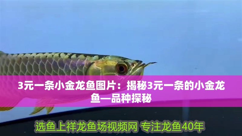 3元一條小金龍魚(yú)圖片：揭秘3元一條的小金龍魚(yú)—品種探秘