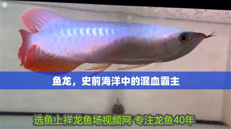 魚龍，史前海洋中的混血霸主