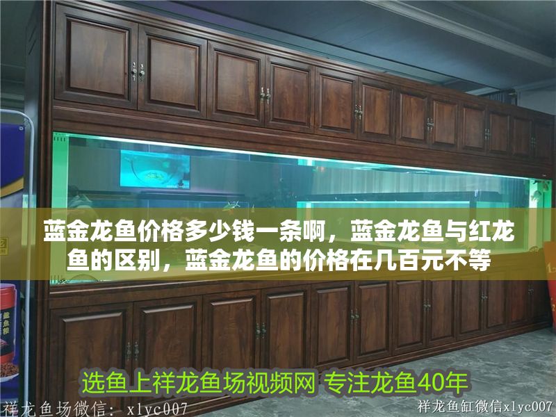 藍金龍魚價格多少錢一條啊，藍金龍魚與紅龍魚的區別，藍金龍魚的價格在幾百元不等