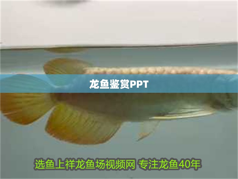 龍魚鑒賞PPT