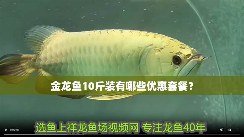金龍魚10斤裝有哪些優惠套餐？