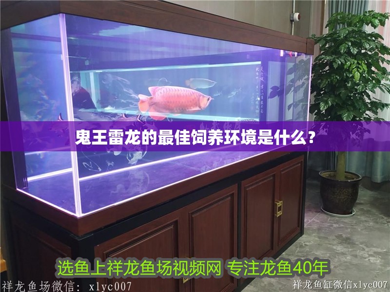 鬼王雷龍的最佳飼養環境是什么？