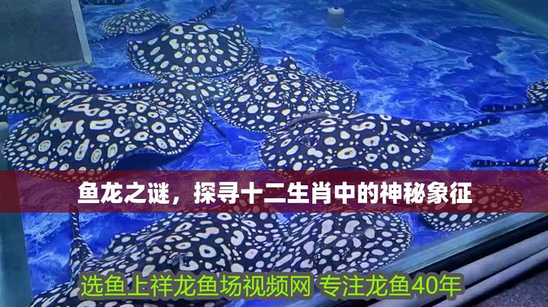 魚龍之謎，探尋十二生肖中的神秘象征