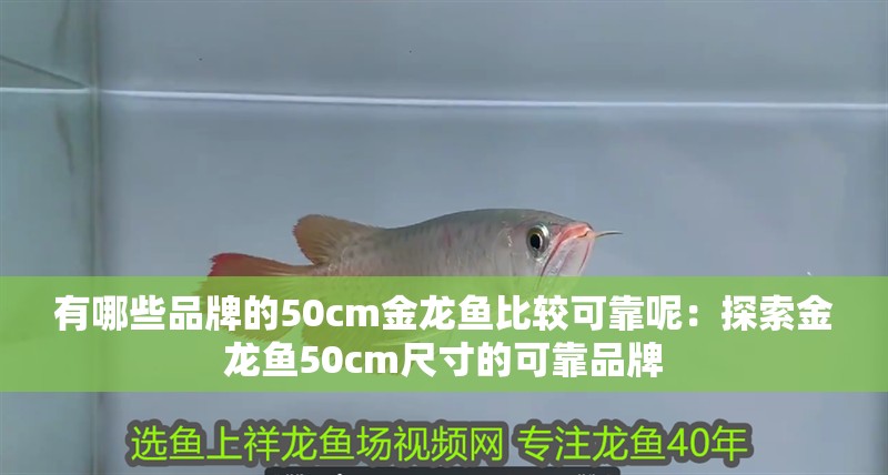 有哪些品牌的50cm金龍魚比較可靠呢：探索金龍魚50cm尺寸的可靠品牌