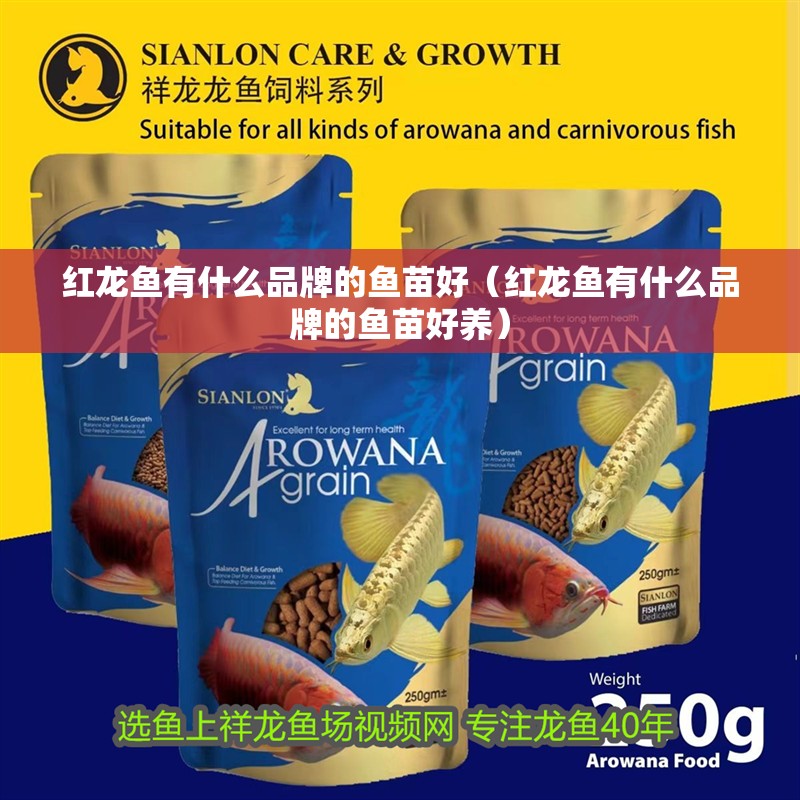 紅龍魚有什么品牌的魚苗好（紅龍魚有什么品牌的魚苗好養）
