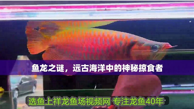 魚龍之謎，遠古海洋中的神秘掠食者