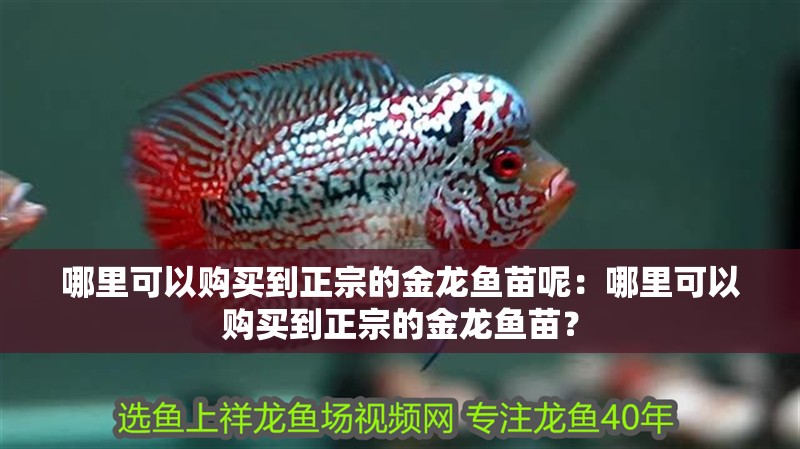 哪里可以購買到正宗的金龍魚苗呢：哪里可以購買到正宗的金龍魚苗？