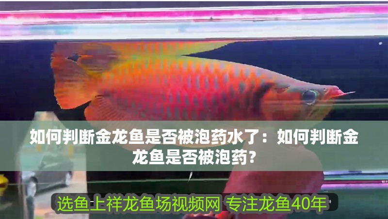 如何判斷金龍魚是否被泡藥水了：如何判斷金龍魚是否被泡藥？