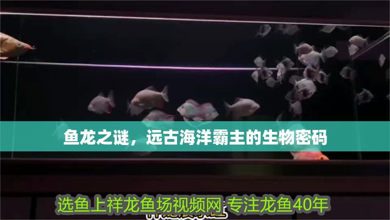 魚龍之謎，遠古海洋霸主的生物密碼