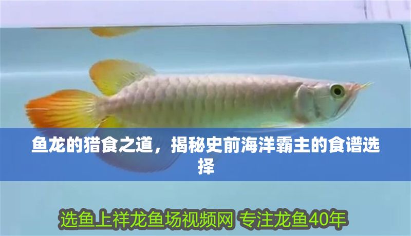 魚龍的獵食之道,揭秘史前海洋霸主的食譜選擇 龍魚百科 第1張 魚龍的獵食之道,揭秘史前海洋霸主的食譜選擇 魚龍的獵食之道,揭秘史前海洋霸主的食譜選擇 龍魚百科 第1張