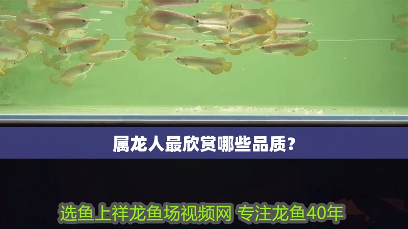 屬龍人最欣賞哪些品質？