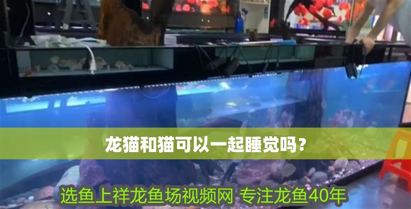 龍貓和貓可以一起睡覺嗎？