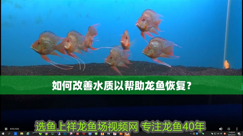 如何改善水質以幫助龍魚恢復？ 如何改善水質以幫助龍魚恢復？ 龍魚百科