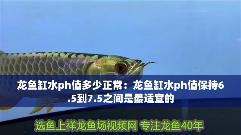 龍魚缸水ph值多少正常：龍魚缸水ph值保持6.5到7.5之間是最適宜的