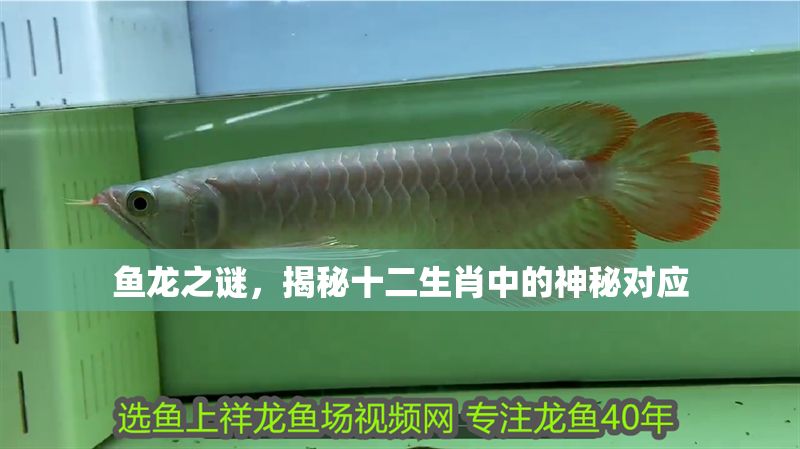 魚龍之謎，揭秘十二生肖中的神秘對應