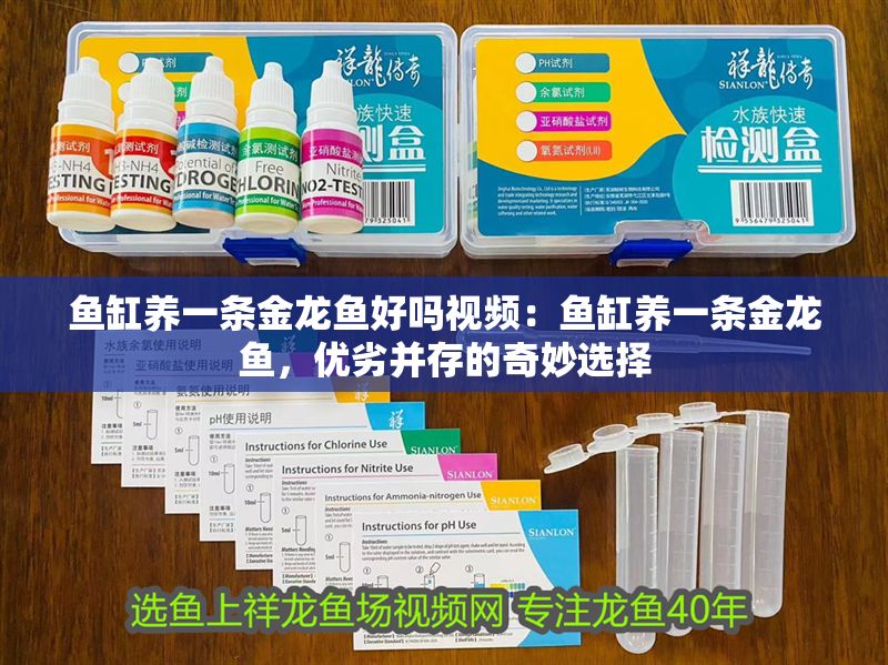 魚缸養(yǎng)一條金龍魚好嗎視頻：魚缸養(yǎng)一條金龍魚，優(yōu)劣并存的奇妙選擇