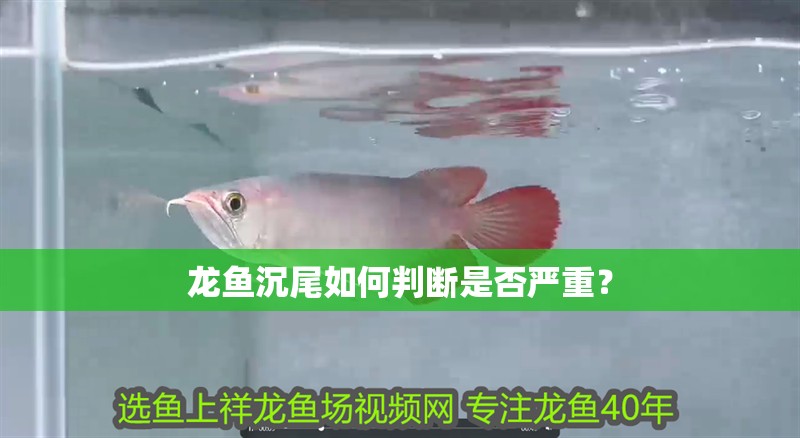紅龍魚掉眼怎么治好視頻（紅龍魚掉眼怎么治好視頻教程）