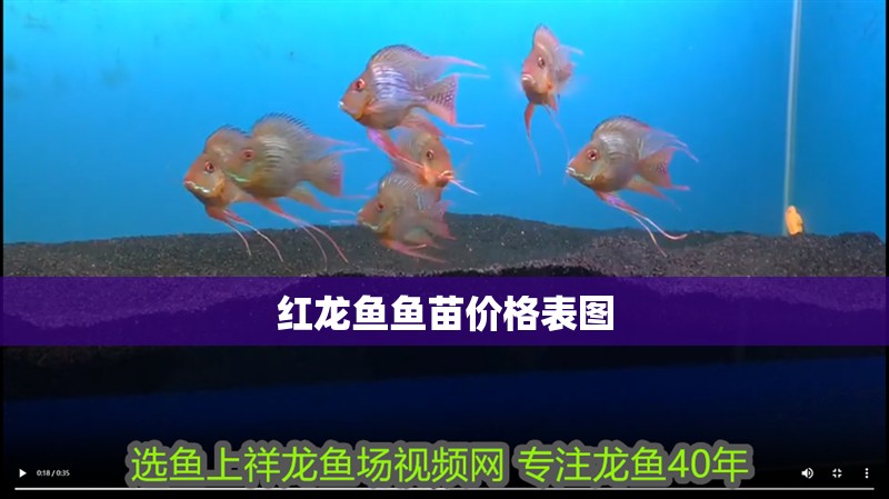 紅龍魚魚苗價格表圖