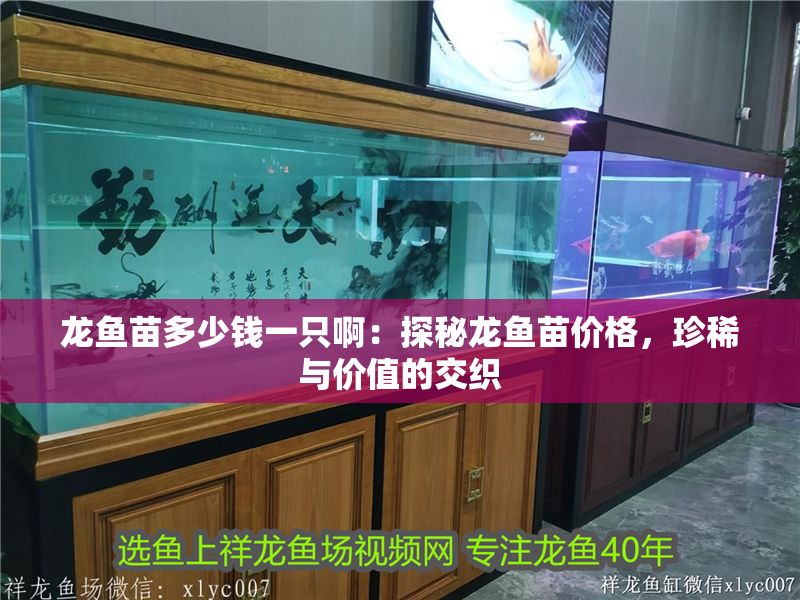 龍魚苗多少錢一只啊：探秘龍魚苗價格，珍稀與價值的交織