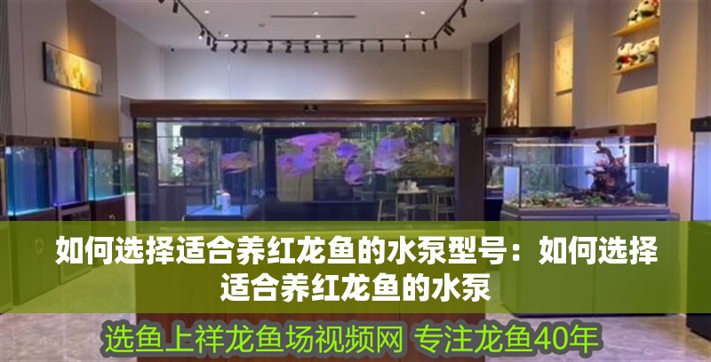 如何選擇適合養紅龍魚的水泵型號：如何選擇適合養紅龍魚的水泵