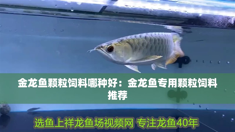 金龍魚顆粒飼料哪種好：金龍魚專用顆粒飼料推薦