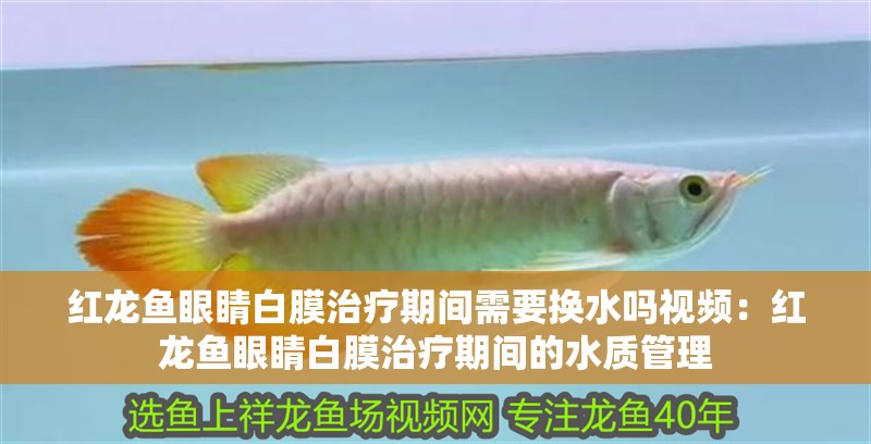 紅龍魚眼睛白膜治療期間需要換水嗎視頻：紅龍魚眼睛白膜治療期間的水質(zhì)管理