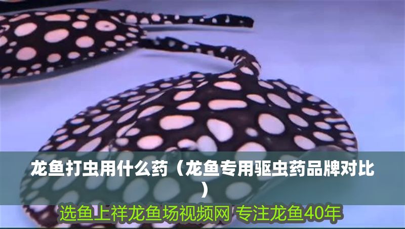 龍魚打蟲用什么藥（龍魚專用驅蟲藥品牌對比）