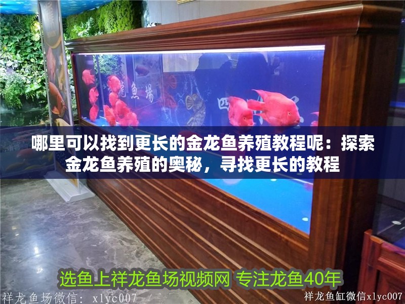 哪里可以找到更長的金龍魚養殖教程呢：探索金龍魚養殖的奧秘，尋找更長的教程
