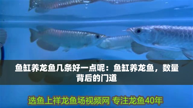 魚缸養龍魚幾條好一點呢：魚缸養龍魚，數量背后的門道