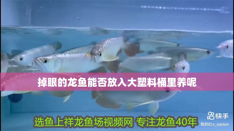 掉眼的龍魚能否放入大塑料桶里養呢