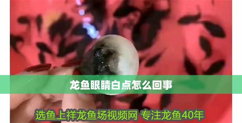 龍魚眼睛白點(diǎn)怎么回事
